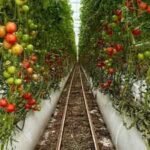 For 20 years, Jersey City neighbors grew tomatoes and peppers on a private lot; after building permits were issued, council voted 7-0 to advance a .2 million purchase to save the garden