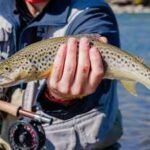From 1870 to 1988, California stocked mountain lakes with trout for anglers; the fish helped push yellow-legged frogs from 92% of their historic Sierra Nevada range