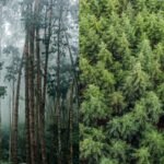 Uruguay planted eucalyptus and pine forests across grasslands; 20 years later, scientists found rivers were carrying much less water | World News