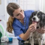 US couple donates 0 million to animal support and welfare organisations, allowing veterinary care access to millions of families and their pets over the next five years