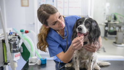 US couple donates $250 million to animal support and welfare organisations, allowing veterinary care access to millions of families and their pets over the next five years