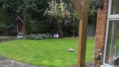 Three siblings in Essex cut down their neighbours’ 33-foot Leylandii trees after a boundary row; the dispute ended with about £30,500 in damages and £178,668 in the neighbours’ legal costs