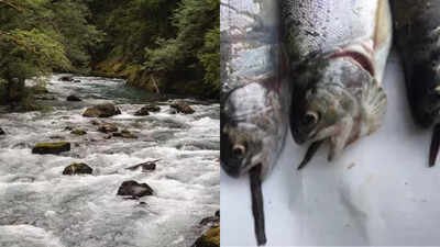 From 1915 to 1972, Mount Rainier stocked more than 9 million fish into naturally fishless waters; today 35 mountain lakes still hold breeding non-native populations that displace amphibians and alter ecosystems