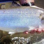 In 2014, Virginia removed a dam that had blocked migrating fish for over 70 years; nearly 130 miles of upstream spawning and nursery habitat reopened