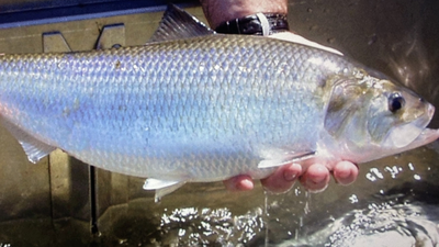 In 2014, Virginia removed a dam that had blocked migrating fish for over 70 years; nearly 130 miles of upstream spawning and nursery habitat reopened