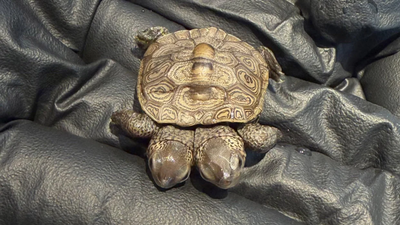 Volunteers at a protected Cape Cod nesting site found a rare diamondback terrapin hatchling with two heads; the tiny turtle weighed about as much as a nickel and is now being monitored by wildlife veterinarians
