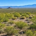 Volunteers spent 16 years restoring a damaged Arizona desert; 133 native plant species now thrive where invasive grass once ruled |