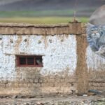World’s “grumpiest cat” moved into a Ladakh couple’s home with 3 kittens; family gave up their house so she could raise them |