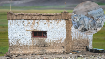 World’s “grumpiest cat” moved into a Ladakh couple’s home with 3 kittens; family gave up their house so she could raise them |