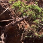 World’s last known wild Chilean tree daisy gets a lifeline as conservationists use ropes to support its only survivor and two seedlings arrive at a Scottish garden |