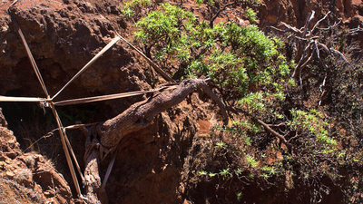 World’s last known wild Chilean tree daisy gets a lifeline as conservationists use ropes to support its only survivor and two seedlings arrive at a Scottish garden |