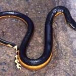 Yellow-bellied venomous sea snake returns to California beach after 8 years; rare reappearance after 2018 gives scientists clues about the species’ changing Pacific range