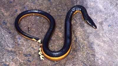 Yellow-bellied venomous sea snake returns to California beach after 8 years; rare reappearance after 2018 gives scientists clues about the species’ changing Pacific range
