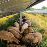 In 2018, a Vermont couple started with 30 sheep; seven years later, their solar-grazing business had 500 sheep managing vegetation across 1,500 acres of solar sites in the Northeast