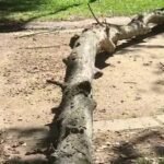 In 2020, a 30-foot dead tree limb fell on a 28-year-old physics student jogging in a Sacramento park; six years later, a jury awarded him .3 million after finding the city responsible