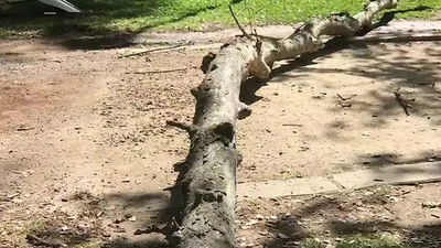 In 2020, a 30-foot dead tree limb fell on a 28-year-old physics student jogging in a Sacramento park; six years later, a jury awarded him .3 million after finding the city responsible