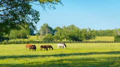 A 219-acre Florida cattle ranch facing development pressure was approved for a $20.15 million conservation easement in September 2026, allowing agriculture to continue while permanently restricting development