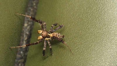 Do spiders dream? Researchers studying Australian jumping spiders have found sleep patterns resembling REM sleep, raising new questions about dream-like states in invertebrates