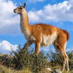 15 guanacos were taken to a remote Falklands island in the 1930s; their descendants kept their genetic diversity through two severe population crashes﻿ |