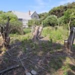 A Massachusetts couple represented themselves in a dispute over damaged trees and encroachments on their land; they won a 0,000 judgment against their neighbour, and an appeals court upheld it in 2026