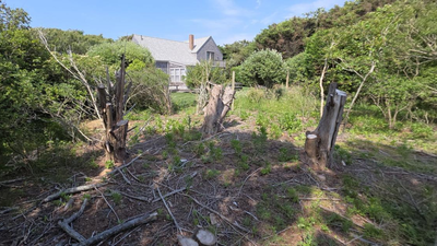 A Massachusetts couple represented themselves in a dispute over damaged trees and encroachments on their land; they won a 0,000 judgment against their neighbour, and an appeals court upheld it in 2026