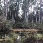 Florida approved more than .6 million to protect 10,770 acres across the state, including 2,700+ acres in a wildlife corridor and 4,500+ acres of working agricultural land under permanent easements