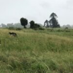 Queensland dairy farmer Libby Rough opened just four campsites after drought forced her family to sell 40 cows; by January 2022, the riverside pitches had brought in more than A,000