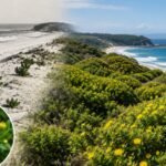 From 1946, NSW planted South African bitou bush to stabilise coastal sand dunes; decades later it had spread along 46% of the state’s coastline and threatened native ecosystems