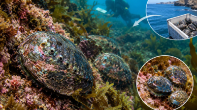 In 2023, California scientists moved 246 endangered black abalone to a protected coastline; three years later, site counts rose from 54 to 302, density hit 1 per sq metre and juveniles appeared