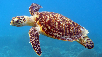 In 2025, teams began clearing invasive rats and feral pigs from Samoa’s Nu’utele Island; by October 2026, sea turtles were nesting after decades of absence, ground-doves were breeding and native seedlings had returned