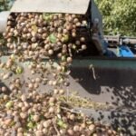 In 2024, a California walnut farmer turned a small email experiment into a major change in his business: Just 300 of 10,000 cherry customers opted in, yet direct sales helped triple his walnut crop’s gross revenue