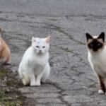 In 2025, New Zealand targeted feral cats threatening southern dotterels on Stewart Island; a year later the critically endangered bird’s population rose from 105 to about 160, its biggest annual gain in 32 years