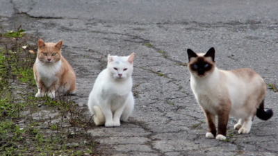 In 2025, New Zealand targeted feral cats threatening southern dotterels on Stewart Island; a year later the critically endangered bird’s population rose from 105 to about 160, its biggest annual gain in 32 years