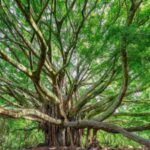 Two California neighbours settled a fight over 38 ficus trees with a ,500 payment and 19 trees removed; years later, roots invaded again, and a 2026 appeals court upheld an order to remove the remaining 19 trees