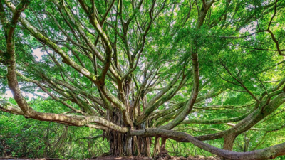 Two California neighbours settled a fight over 38 ficus trees with a $78,500 payment and 19 trees removed; years later, roots invaded again, and a 2026 appeals court upheld an order to remove the remaining 19 trees