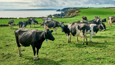 An Irish dairy farmer devoted only 1.5 acres of his 110-acre holding to 1,008 solar panels, kept sheep grazing underneath and secured a 15-year electricity agreement to supply power equivalent to about 150 homes