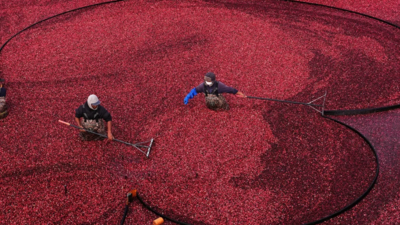 Two Massachusetts cranberry bogs were too unprofitable to farm, until owners installed solar fields 10 feet above the vines; income from solar land leases helped restore berry production without abandoning agriculture