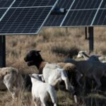 A Texas sheep farmer was considering selling his 27 animals when a solar project opened nearby; a paid grazing deal helped him expand to overseeing 10,000 sheep across 40,000 acres