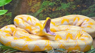 A 16-foot Burmese python weighing 147.9 pounds was released after radio-tagging in Florida; US scientists are now testing drones to track invasive snakes across the Everglades | World News
