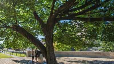 A 1920-era American elm survived a 4,000-pound bomb in Oklahoma City; it was nearly cut down to recover evidence before becoming the Survivor Tree | World News