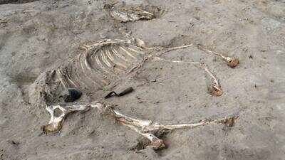 3,000-year-old horse buried inside ancient Egyptian fortress may have been a chariot animal; rare discovery, Ramesses II and Libyan prisoner tablets also found