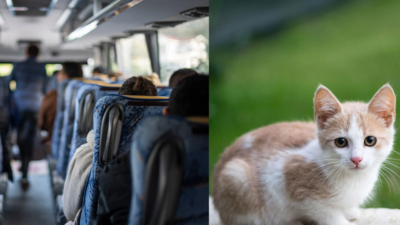 A 67-year-old Maryland school bus driver was removed from her route after allowing a 10-year-old boy to step off and rescue a kitten; a petition seeking her reinstatement have 800 plus signatures