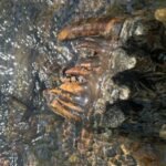 A California geologist spotted a strange object sticking out of a creek; a Google reverse image search suggested it was an Ice Age mastodon tooth at least 10,000 years old | World News