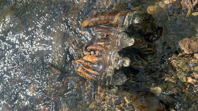 A California geologist spotted a strange object sticking out of a creek; a Google reverse image search suggested it was an Ice Age mastodon tooth at least 10,000 years old | World News