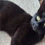 A cat vanished after her family’s car crashed in 2020; six years later, one tiny microchip brought her home | World News