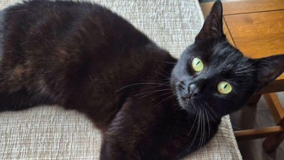 A cat vanished after her family’s car crashed in 2020; six years later, one tiny microchip brought her home | World News