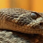 A Florida father and son found an eastern diamondback rattlesnake outside their home; wildlife officers removed it in 30 minutes﻿ | World News