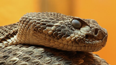A Florida father and son found an eastern diamondback rattlesnake outside their home; wildlife officers removed it in 30 minutes﻿ | World News