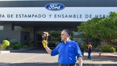 A Ford factory in Mexico was facing pigeon invasions, forcing 4,000 workers to deal with bird poo, then a hawk named El Charro was hired and cut bird activity by 80% | World News