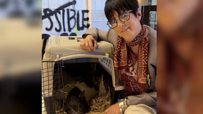 A pig became famous after running through Hollywood; Oscar-nominated songwriter Diane Warren won him in a silent auction and sent him to a 7-acre sanctuary | World News